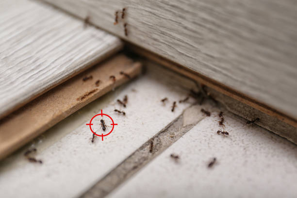 Wasp Removal Services in St Joseph, MO