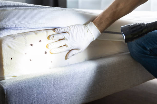 Best Affordable Pest Control Services  in St Joseph, MO