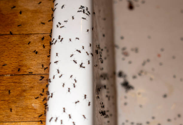 Best Insect Control  in St Joseph, MO