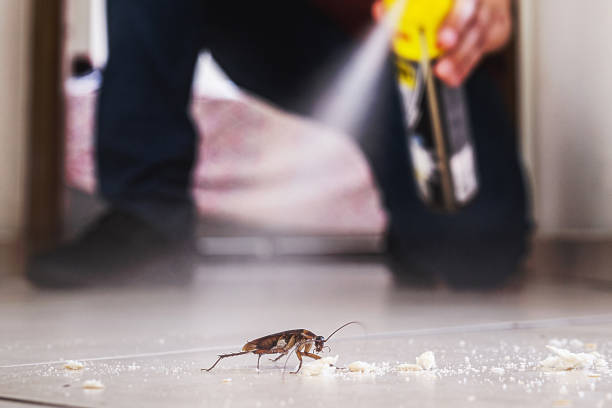 Best Wasp Removal Services  in St Joseph, MO